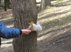 COVID-19 вернул белок в Железноводск