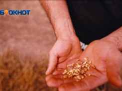 Зараженное зерно с опасными для человека вредителями обнаружили у ставропольского производителя