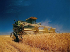 Каждая пятая тонна зерна из собранного в России урожая – ставропольская