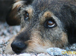 На Ставрополье мужчина убил собаку на глазах у детей