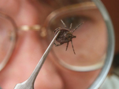 Пятеро ставропольцев заболели крымской геморрагической лихорадкой