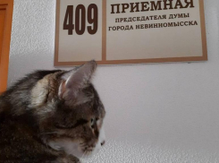 На выборах в гордуму Невинномысска конкуренцию местным кандидатам составит кот