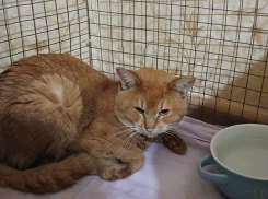 Больше недели четыре кошки выживали в квартире мертвого ставропольца