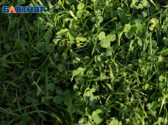 Абсолютный рекорд температуры зафиксировали в Ставрополе за неделю до зимы 