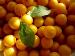 На Ставрополье начался сбор алычи