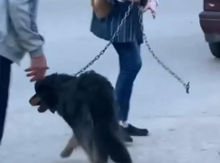 Публикацией в соцсетях о жестоком обращении с собакой в Кисловодске занялась полиция