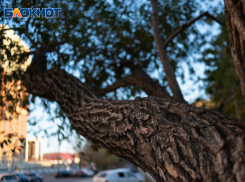 Зима пока берет отгул: 27 ноября Ставрополь снова искупается в тепле и тумане