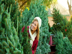 Приобрести елку в Ставрополе можно будет на 43 елочных базарах 