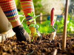 Приводим в порядок грядки к зиме вместе с «Блокнотом»