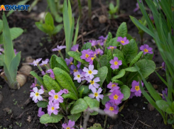 Скоро все минусы исчезнут: температуру до +20 градусов пообещали на Ставрополье 11 марта