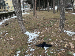 Причиной смерти птиц в Пятигорске стало отравление фосфидом цинка