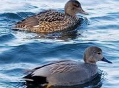 Двоих жителей Ставрополья задержали за нелегальную охоту на уток