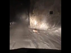 Лисичка бросилась под колеса автомобиля на трассе Пятигорска