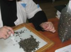 Опасные семена сорняков обнаружили в кукурузе и подсолнечнике на элеваторе Ставрополья