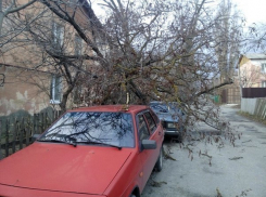 В Ставрополе ветер вырвал дерево с корнем и повалил его на автомобили