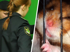 Приставы больше не будут забирать у ставропольчан хомяков и попугаев в счет долга