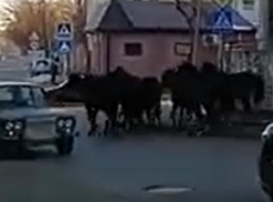 Табун лошадей пронесся по центру Кисловодска 