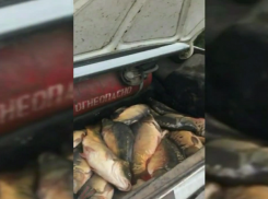 Полный багажник браконьерских карпов нашли полицейские у жительницы Ставрополья