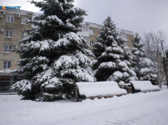 Адреса продаж новогодних елок назвали в Ставрополе