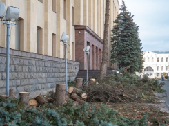 На ставропольской площади Ленина рубят голубые ели