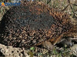 Последствия ставропольских пожаров показали местные жители