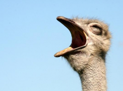 Страуса чудом спасли от сожжения на Ставрополье