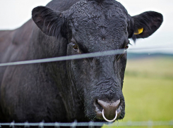 К ставропольским телкам привезли элитных безрогих быков из Шотландии