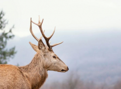 Олень напал и травмировал работницу колхоза в Новоалександровском округе 