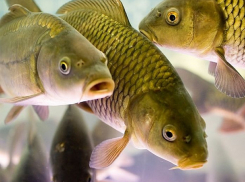 Бизнесмена на Ставрополье обязали выловить всю рыбу из двух прудов