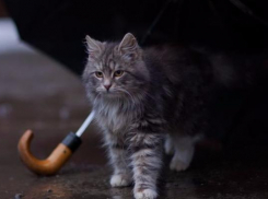 Дожди вернутся воскресной ночью на Ставрополье