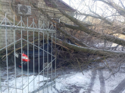 Рухнувшее дерево разбило «всмятку» «Приору» и поцарапало «Ниссан» на Ставрополье