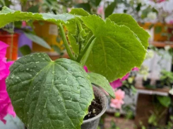 Рассада без черной ножки: простые правила