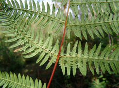 В Ставропольском крае все реже встречается папоротник орляк крымский