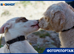 Двухлетка с хвостиком оказался на улице в Михайловске и потерял ногу
