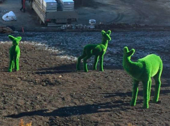 Фауна Железноводска пополнилась новыми обитателями