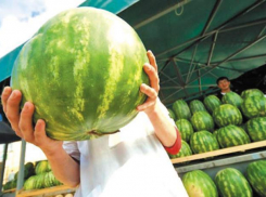  «На Кубани ярмарки на каждом перекрестке, а у нас запреты», - ставропольский бахчевод