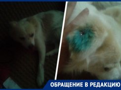 В Георгиевске домашний пес стал жертвой службы отлова