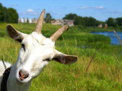 Козоводов Ставрополья посчитали надеждой России