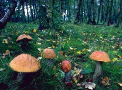 Грибница из Ставрополья потерялась в лесу КЧР