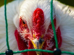 В Изобильненском районе ввели карантин из-за птичьего гриппа