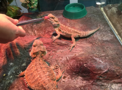 ​​Прокуратура сделала выговор ставропольскому «Зооэкзотариуму» из-за маленьких вольеров