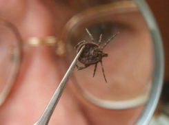 Пятнадцать человек заболели геморрагической лихорадкой после укусов клещей на Ставрополье