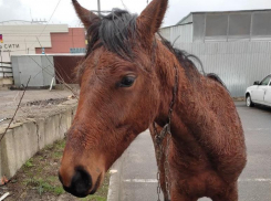 Потерявшуюся раненую лошадь в Ставрополе вернули владельцу