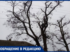 Уже шесть месяцев пенсионерке на Ставрополье обещают срубить опасное дерево
