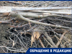 Мэрию Кисловодска обвинили в покровительстве «черным лесорубам»