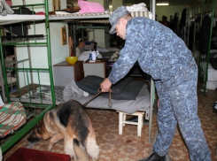 Собака по кличке «Дик» унюхала зашитые в вареную курицу наркотики в колонии на Ставрополье