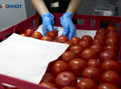 Вывозим другим, сами берем за тысячу: Ставрополье отгрузило в регионы более 7 тысяч тонн помидоров 
