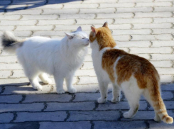 В Железноводске волонтеры помогают бездомным животным 