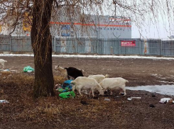 Козы паслись возле свалки в Пятигорске