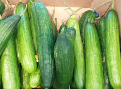 В Ставропольском крае огурец стал овощем премиум-класса
